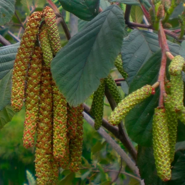 Alnus acuminata