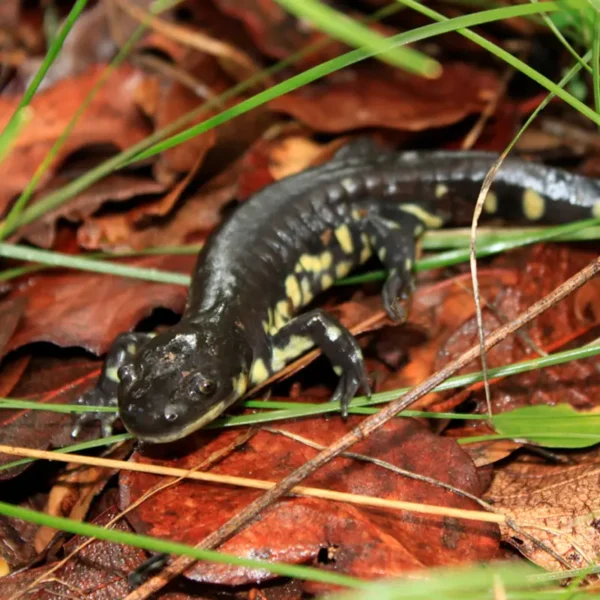 Ambystoma velasci_ Ajolote serrano