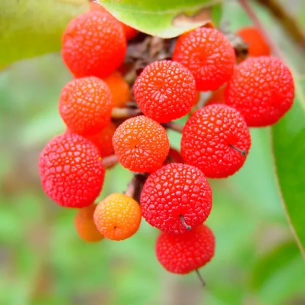 Arbutus xalapensis