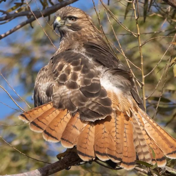 Buteo jamaicensis_ Aguila