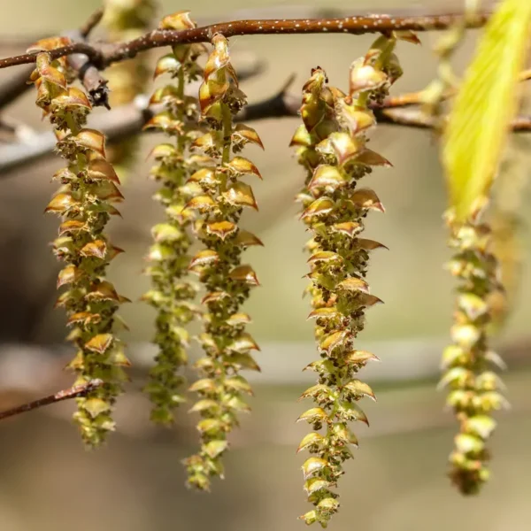 Carpinus caroliniana