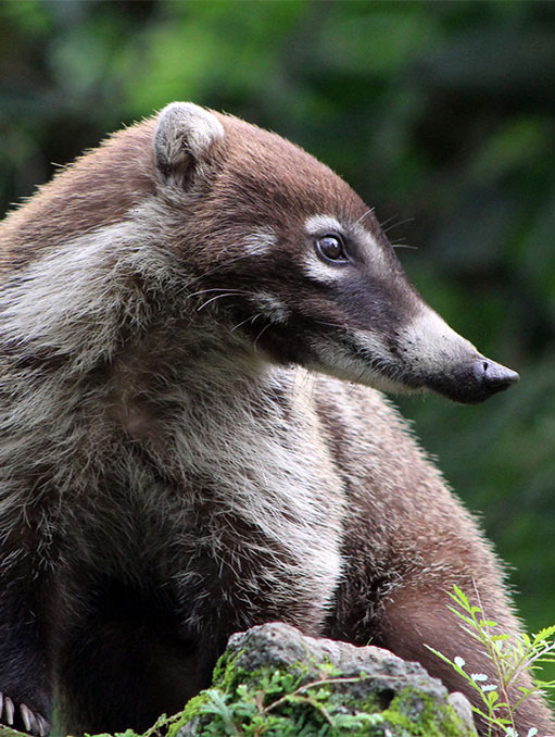 CoatiMexicano