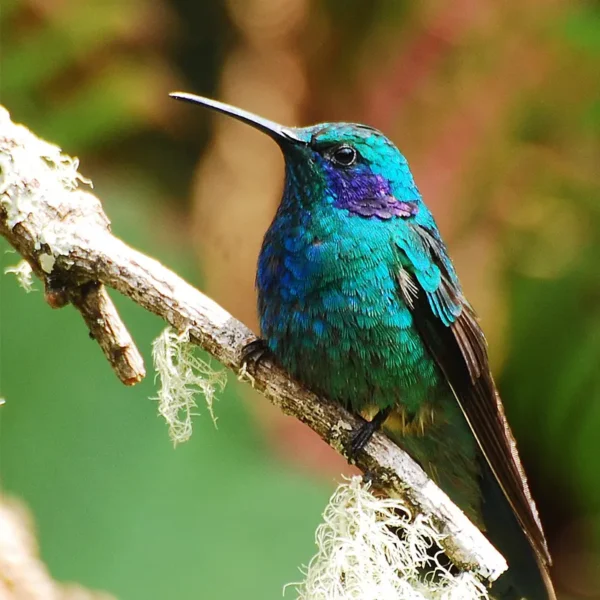 Colibri thalassinus_ Colibri