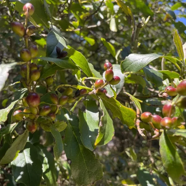 Garrya laurifolia