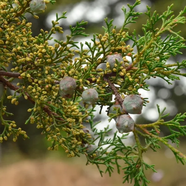 Hesperoscyparis lindleyii