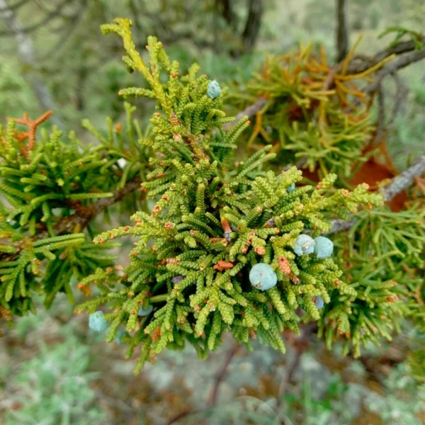 Junniperus durangensis _ Junípero de la Sierra Madre Occidental