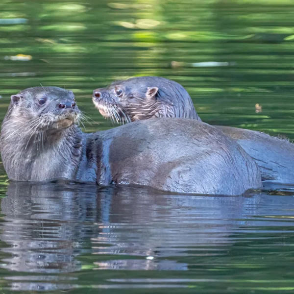 Lontra longicaudis _ Nutria de Rio