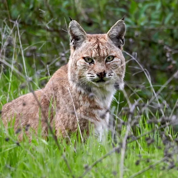 Lynx rufus_ Gato Montés