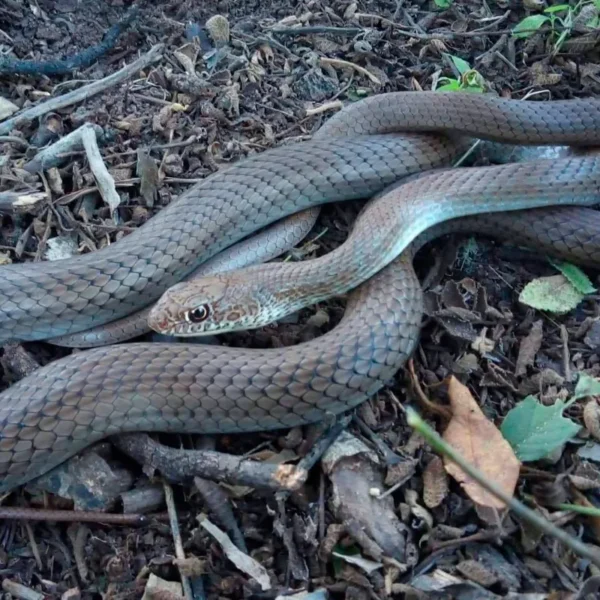 Masticophis flagellum_ Chirrionera