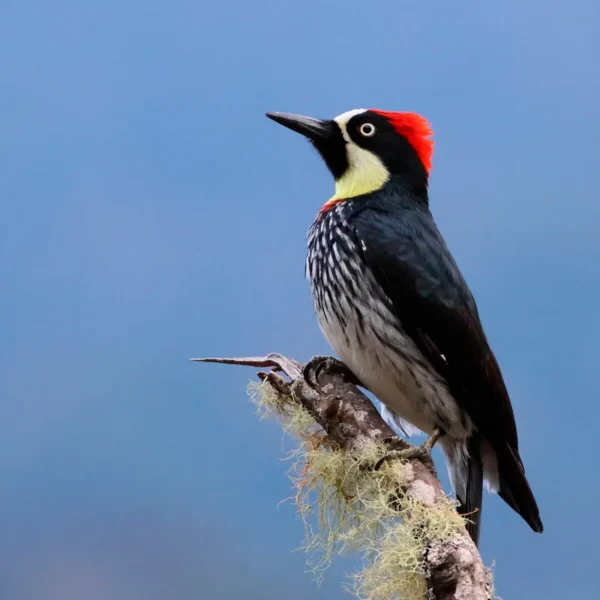 Melanerpes formicivorus_Carpintero_CC