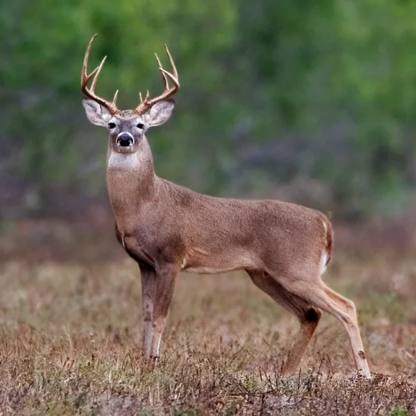 Odocoileus virginianus_Venado Cola Blanca