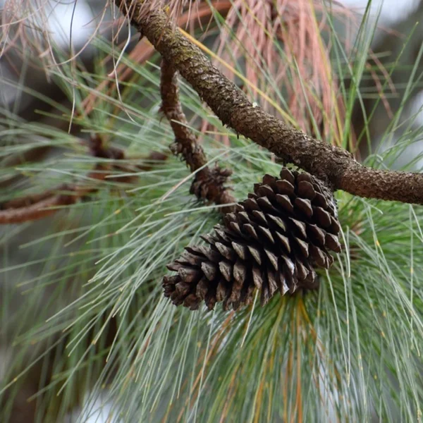Pinus Montezumae