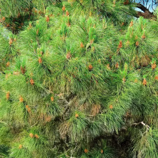 Pinus Pseudostrobus _ Pino Blanco