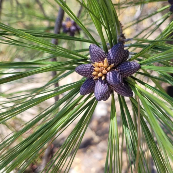 Pinus arizonica _ Pino de Arizona