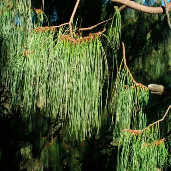 Pinus lumholtzii _ Pino Lloron