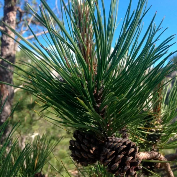 Pinus teocote