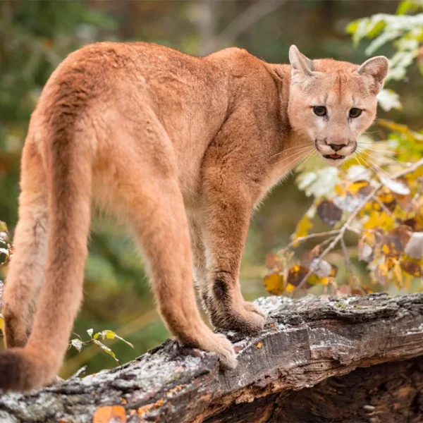 Puma concolor_ Puma