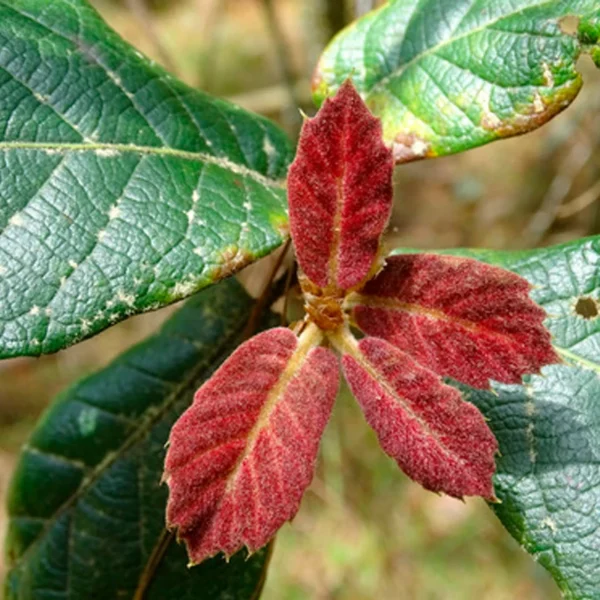 Quercus crassifolia _ Encino Colorado