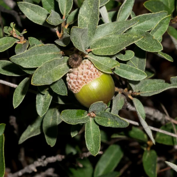 Quercus striatula _ Encinillo