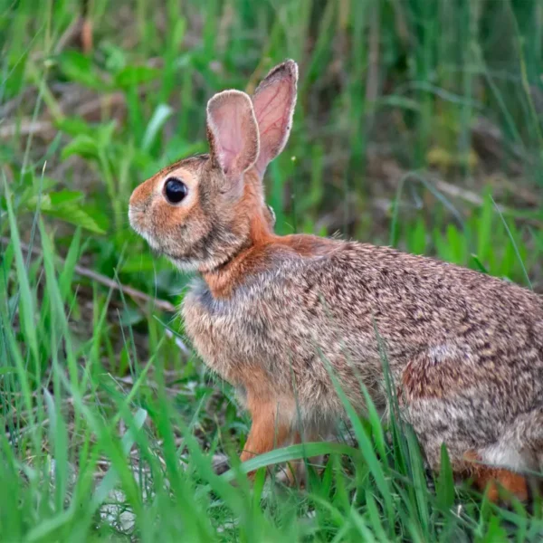 Sylvilagus floridanus CONEJO_CC