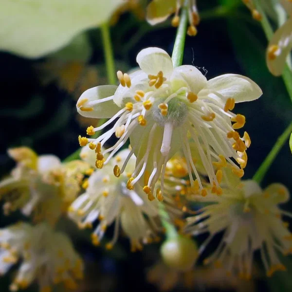 Tilia mexicana