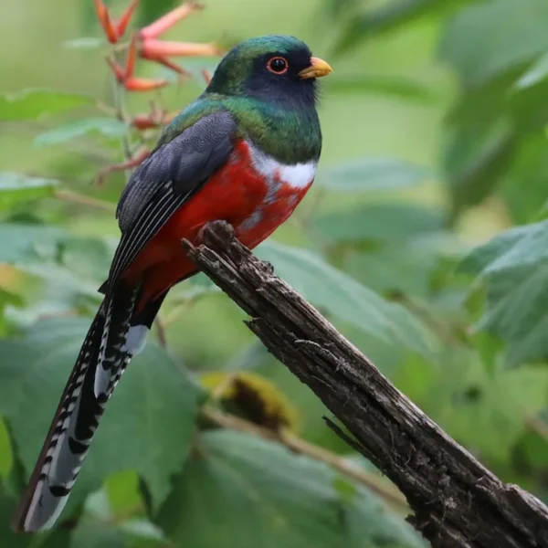 Trogon mexicanus