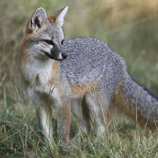 Urocyon cinereoargenteus_ Zorra Gris