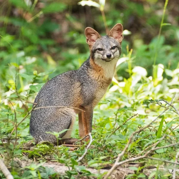 Urocyon cinereoargenteus_ Zorro Gris