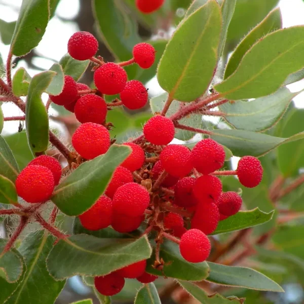 arbutus tessellata